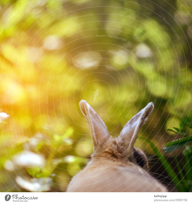 small ear rabbits Hare & Rabbit & Bunny Hare ears rabbit ears Easter Bunny Colour photo Exterior shot Pet Deserted Pelt Animal face Mammal Nature Brown Ear Day