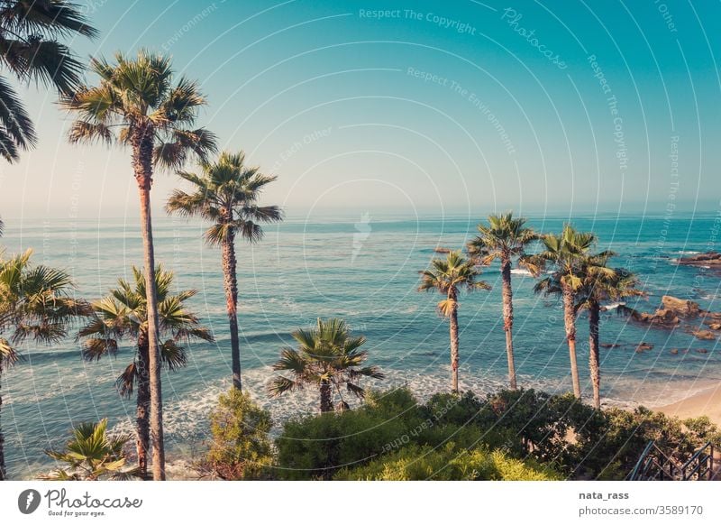 Palms on a coast of Laguna Beach beach laguna california view orange county sunset nature light blue color park heidser beautiful sky pacific ocean water travel