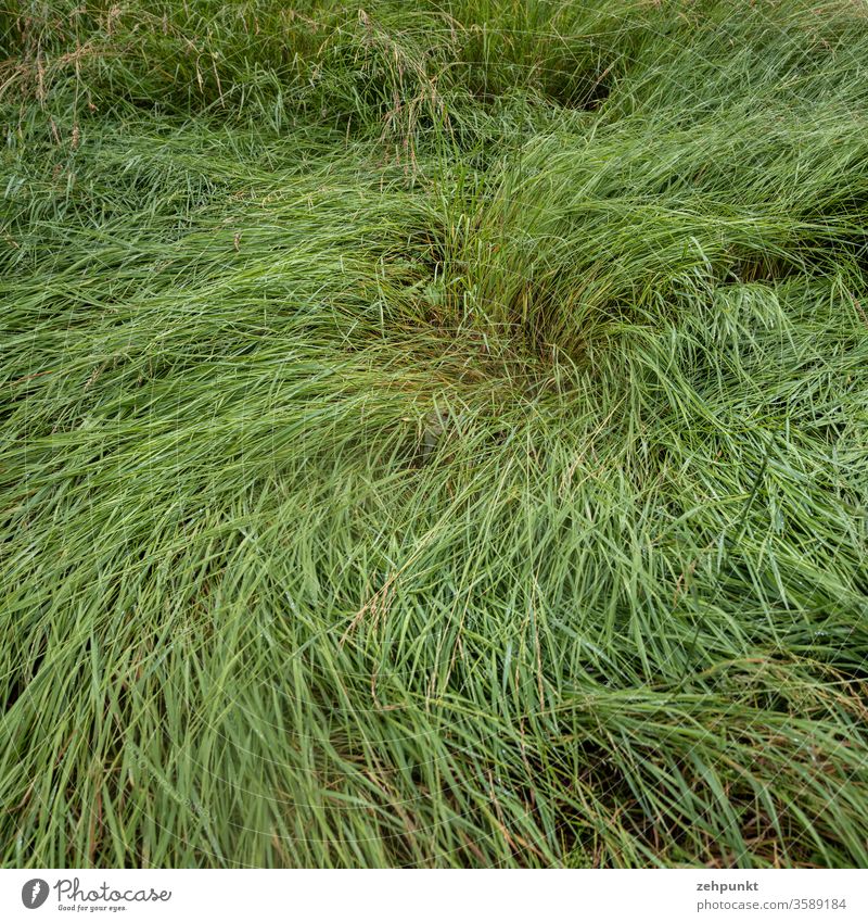 Like a whirl of hair, grass lies disheveled by the wind in a spiral in all directions Grass Meadow vertebra Storm damage got laid green dominant colour