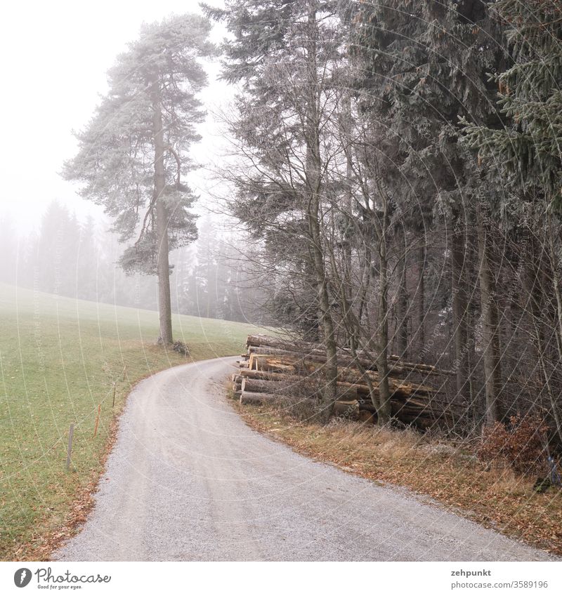 A path leads away from the observer past the edge of the forest and a pile of wood and turns downhill. The whole thing is covered by light fog forest path