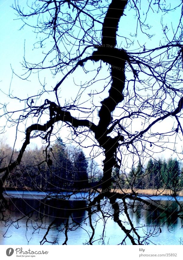 tree flash Tree Lightning Lake Forest Branchage Fascinating Nature Blue Contrast