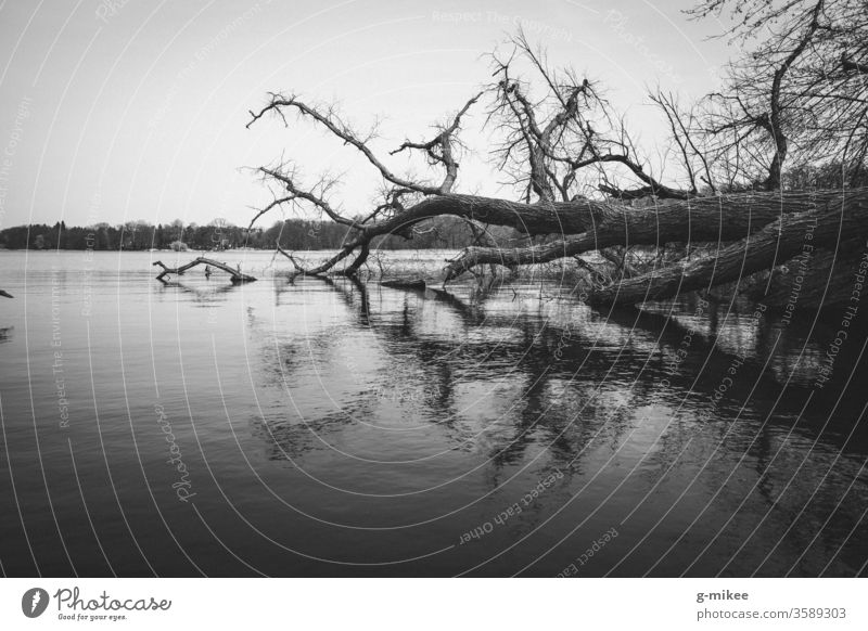 Fallen tree in the lake Lake reflection black-white Forest Nature Park Exterior shot Landscape tranquillity Deserted melancholy Lakeside Environment Calm