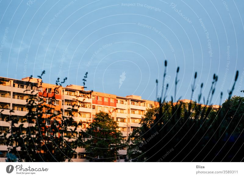 Block of flats in the evening sun with plants in front block of flats Evening sun beautification Balcony plants House (Residential Structure) built Architecture