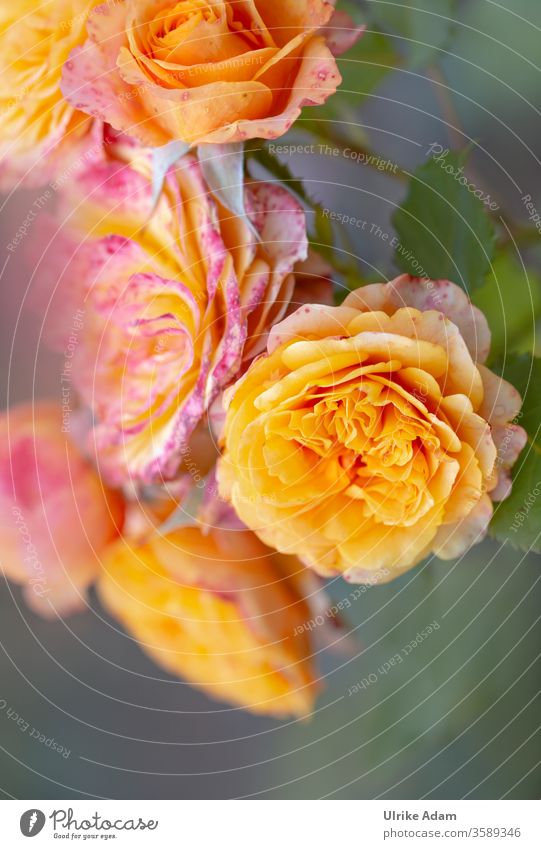 HAPPY BIRTHDAY PHOTOCASE FOR THE 19TH BIRTHDAY ........ roses for a special day Orange flowers congratulations blossoms Summer Delicate colourful Garden Card