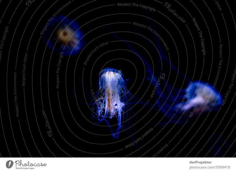 Swimming jellyfish Athletic Experimental Structures and shapes Living thing Black Copy Space bottom Famousness Neutral Background Slimy Authentic