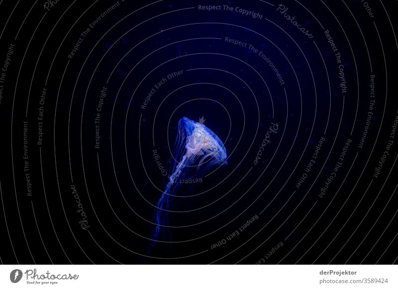 Swimming jellyfish Sediment Swimming & Bathing Environmental protection Authentic Slimy Light Copy Space bottom Tentacle Esthetic Day Neutral Background