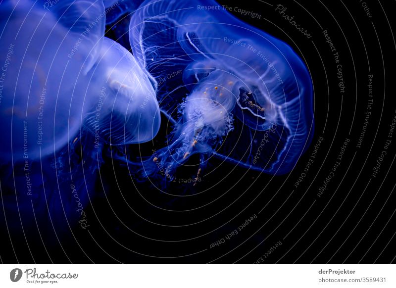 Swimming jellyfish Closed eyes Profile Front view Full-length Animal portrait Long shot Shallow depth of field Reflection Silhouette Copy Space bottom