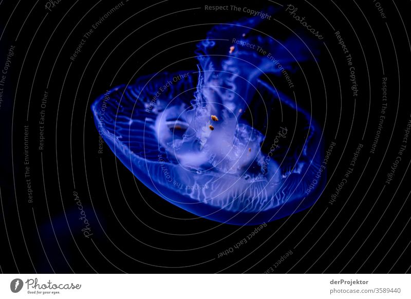 Swimming jellyfish Day Tentacle Ocean Copy Space right Abstract Environment Neutral Background Esthetic Copy Space top jellyfish blue jellyfish