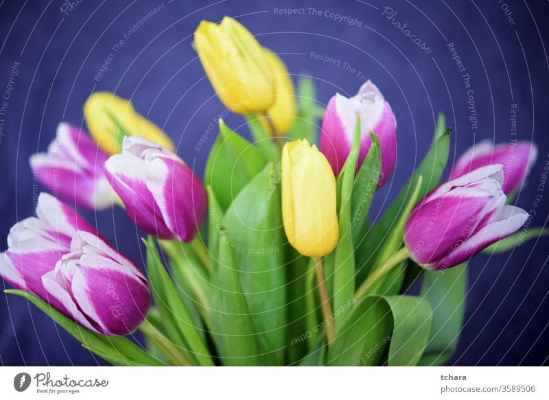 Bouquet of beautiful yellow and purple tulips on a dark blue background Banner copy Paper Plant Card Room Decoration Head pulsating Design environmental