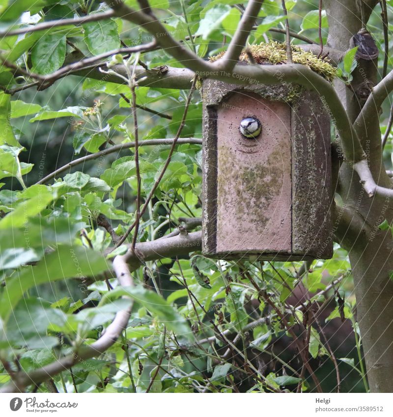 piep - blue tit looks out of a mossy nesting box, which hangs between the branches in the apple tree birds Tit mouse Nesting box incubate Apple tree twigs