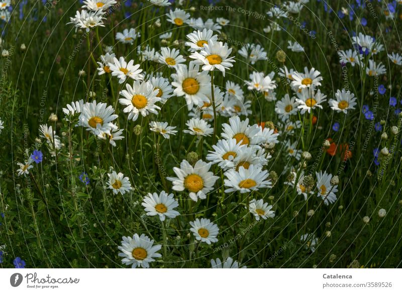 Margaret flora Flower Blossom Flax Linen Leaf fragrant Blossoming Summer Garden meadow flowers Meadow Plant Nature Environment Green Yellow White