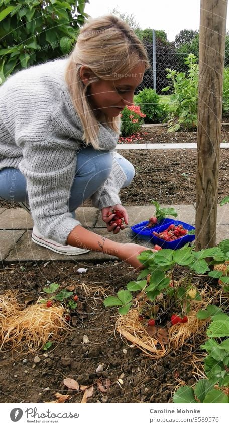 Happily picking strawberries Strawberry Garden Colour photo fruit Summer Food Nature Organic produce Nutrition Vegetarian diet Healthy Eating Style Design Diet