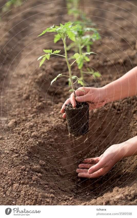 Female hands seeding new tomato plant in a vegetable garden selective details bush glasshouse close-up seasonal monoculture dirt freshness natural sunlight