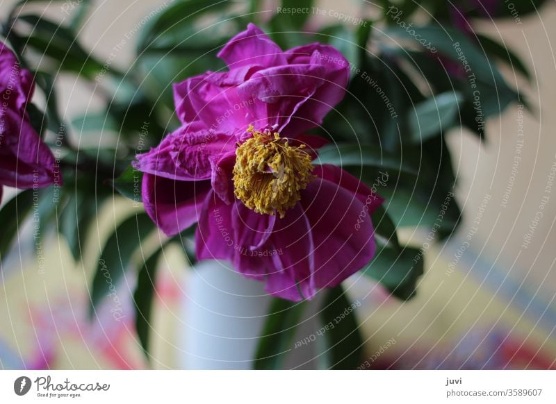 faded peony Faded Peony flowers faded flower pink Yellow green blurred background Individual Unique specimen green leaves Colour photo Pink spring already Past