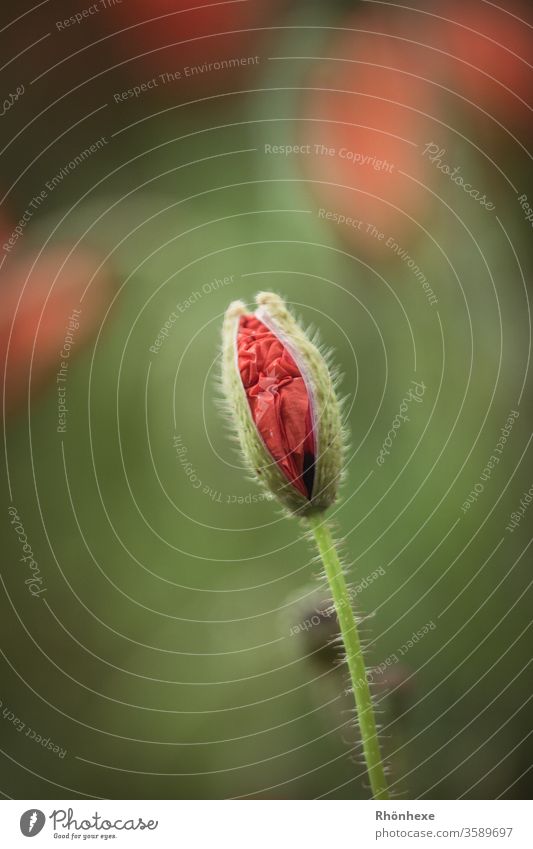 A poppy flower just before opening flowers Blossoming Plant bleed Nature Close-up Detail Exterior shot Macro (Extreme close-up) Colour photo Day Poppy blossom