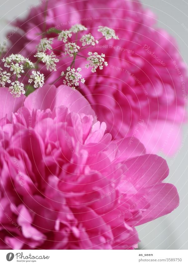 Pink peony blossom Peony bleed pink Light Shadow petals flowers Nature spring Summer already Colour photo Close-up Blossoming Deserted Blossom leave Detail