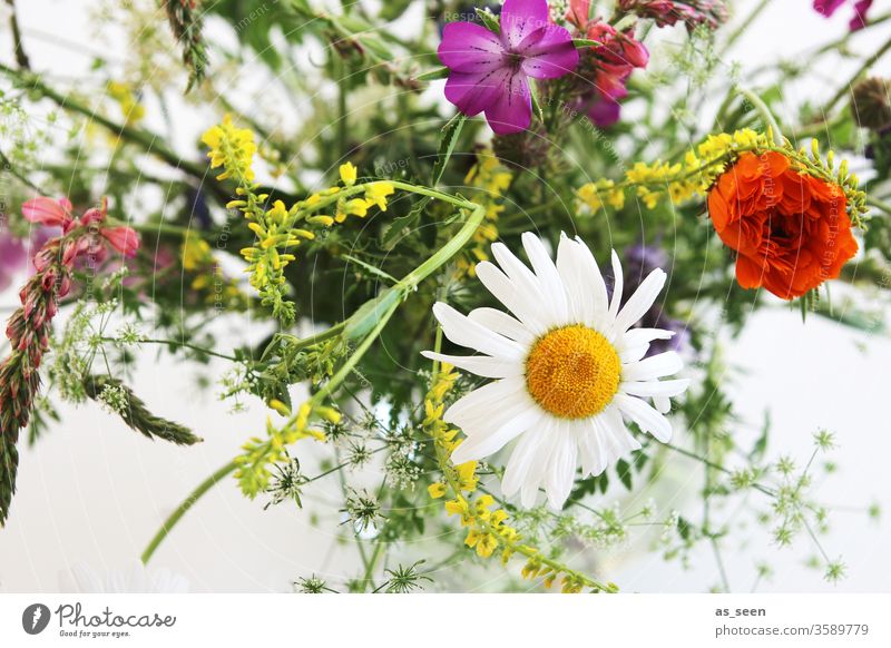 wild flowers bleed variegated Meadow Lupines Field flowers Bouquet Yellow White Pink pink green Violet purple Wild natural Nature already spring Plant Summer