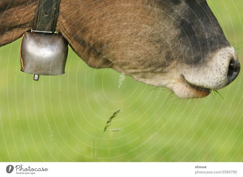 Cowbell on a young cow of the breed Aubrac with partial view of the head Cow bell Bell Cattle Young cattle Free-range rearing Cattle breed teetotaler Brown