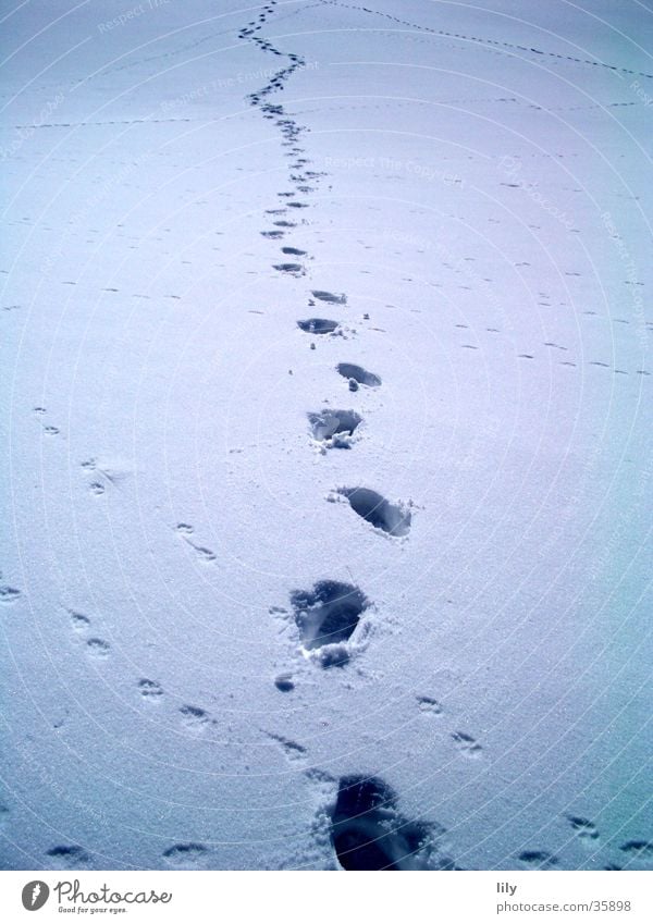 Tracks in the snow #4 Snow layer Mysterious Human being Sun Chase Animal tracks