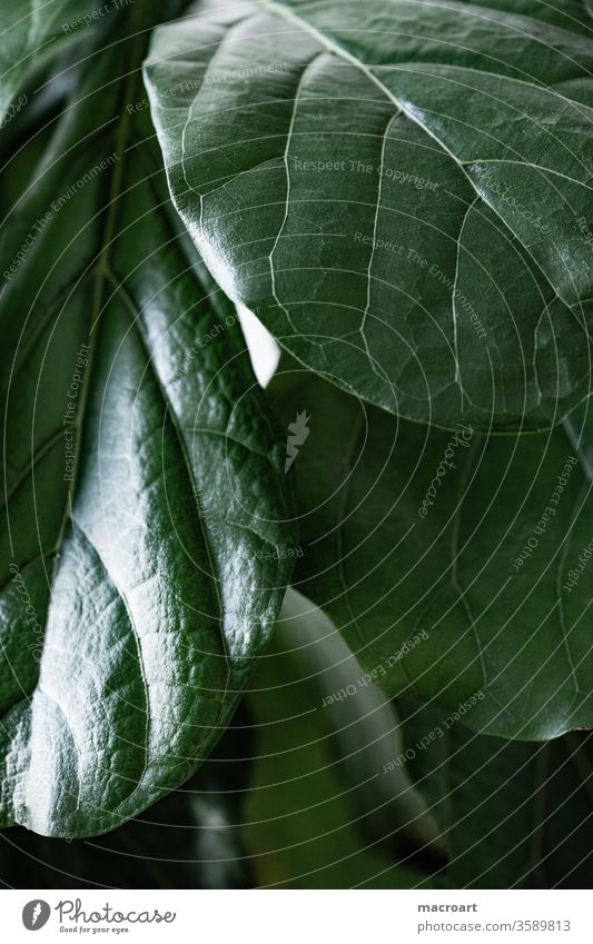 Leaves of a violin fig - Ficus Lyrata Ficuy lyrata ficus Violin fig violin-shaped Fig mulberry plant flaked leaves Rachis green splendour Glittering macro