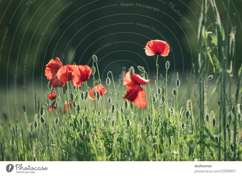 Poppies by the wayside in the evening backlight poppy flower golden hour Plant Sunset Dusk Evening blossom Twilight Sunset sky flowers Calm Nature Poppy