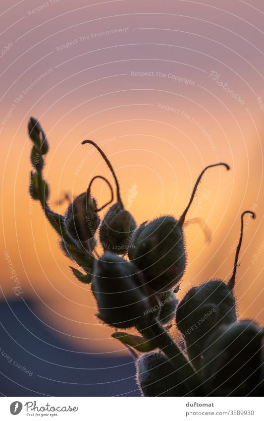 golden clouds in the back light at sunset golden hour Sunset Dusk Evening Twilight Sunset sky snapdragon flowers Calm Nature Relaxation sunset mood Deserted