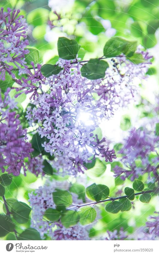 dwarf plumage Nature Plant Sun Summer Beautiful weather Tree Bushes Lilac Blossom Garden Park Bright Natural Green Violet Fragrance Lighting Fresh Leaf