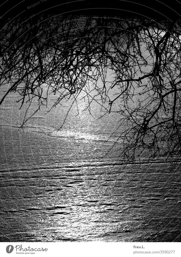 Bare twigs lean reverently towards the frozen lake. Winter Lake Alster Ice Lonely bush tree