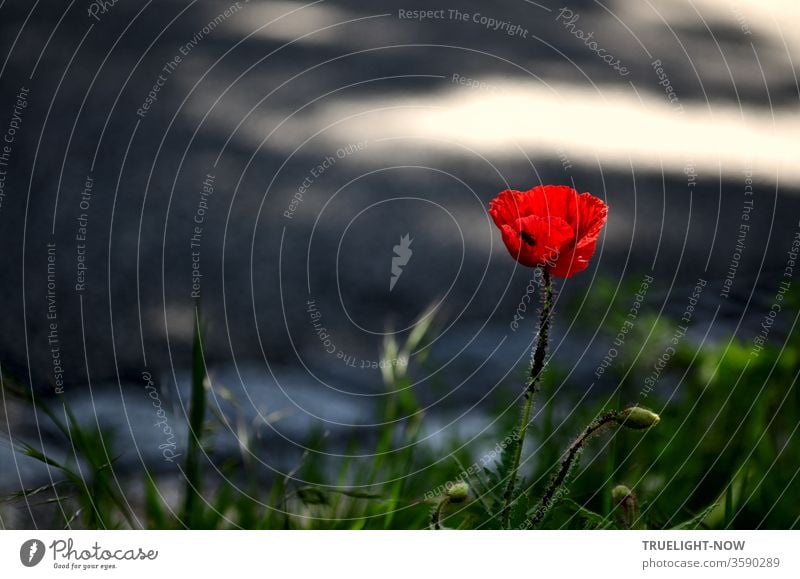 A lonely poppy flower glows so attractively in the shade that a beetle has thrown itself into the calyx and the juicy stem carrying the flower is already over and over populated by a colony of aphids