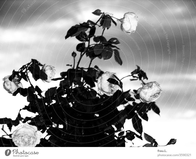 Grey roses, grey clouds, grey day. Rose tree Abraham Darby David Austin Sky Flash photo Constance Spry rose rose petals