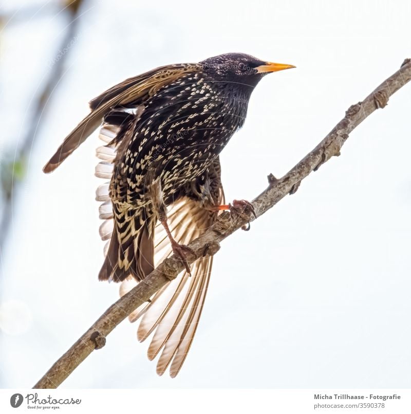 Star stretches Starling Sturnus vulgaris Animal face birds Beak Eyes Feather Grand piano Claw Head Nature plumage Brilliant Glittering twigs branches sunshine