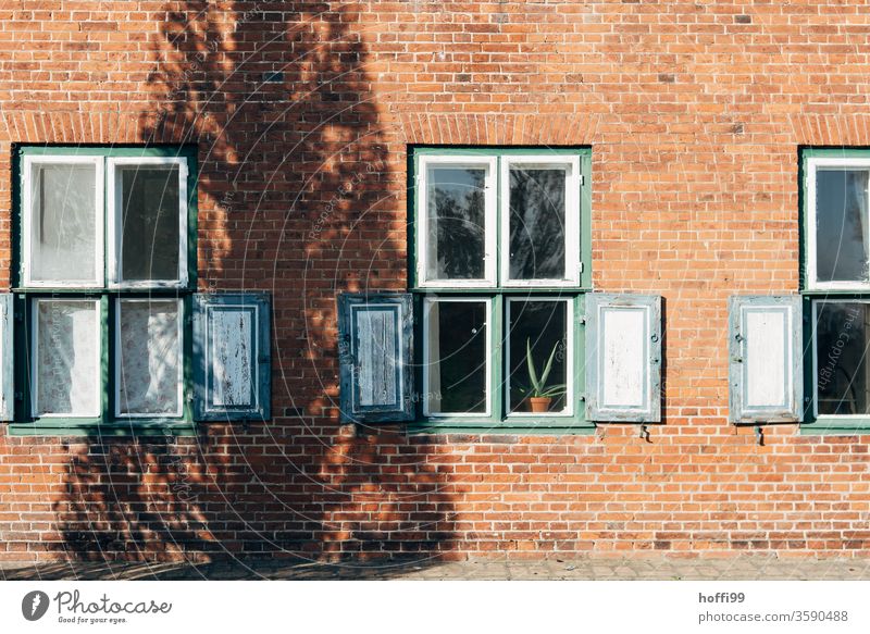 the shadow play on the house wall with Agave in the window as a silent extra Shadow Shadow play Still Life tree Tree trunk Contrast Window shutters Window pane