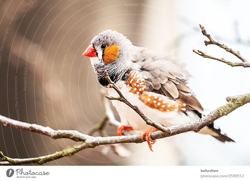 plusterig Animal portrait blurriness Day Deserted Close-up Exterior shot Colour photo Beak Small pretty Fantastic Exotic Exceptional Finch Zebra Finch Bird