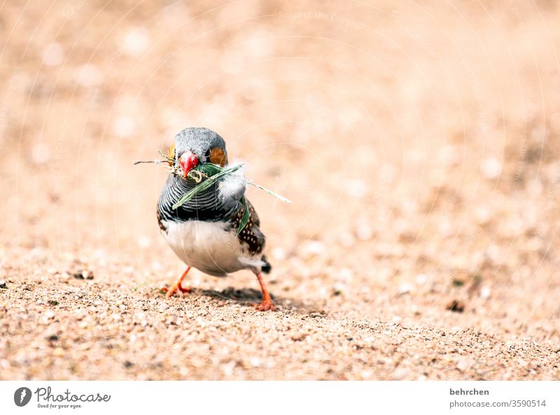 naaa, how about some weed?! Animal face Wild animal plumage Nature Exceptional Finch Zebra Finch birds feathers Grand piano Cute Exotic Fantastic already Small