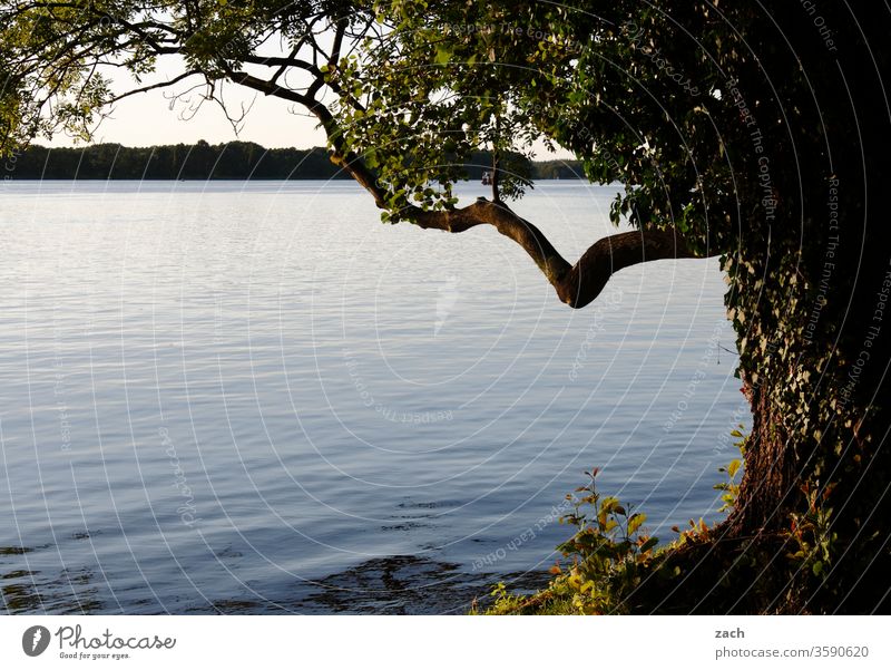 Tree and lake Lake Water River Calm tranquillity silent relaxing relaxation Relaxation Recreation area tree Branch trunk Nature Reflection Idyll Landscape