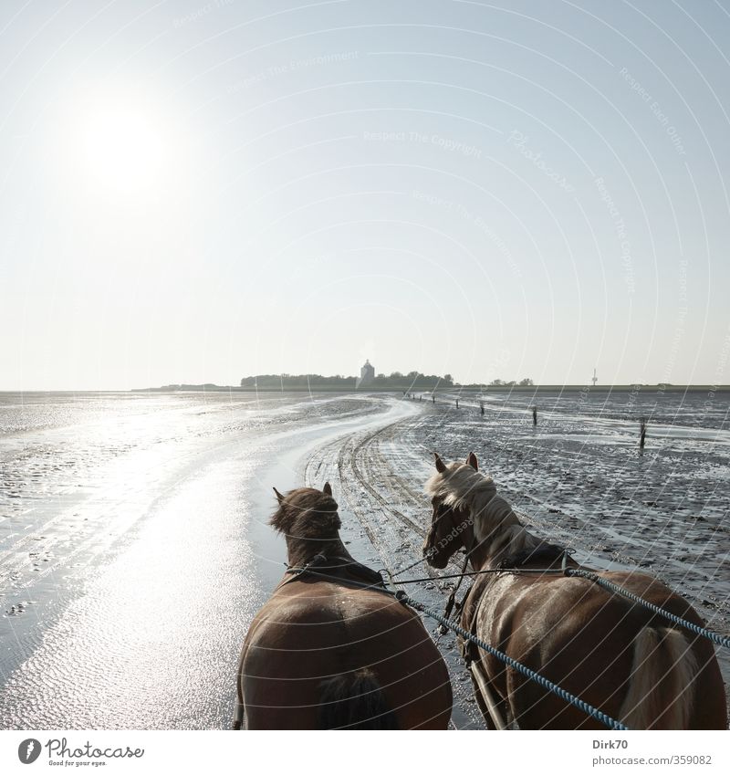 After Neuwerk, towards the sun ... Trip Ocean Island Cloudless sky Horizon Summer Beautiful weather Coast North Sea Tower Lighthouse Horse-drawn carriage Animal