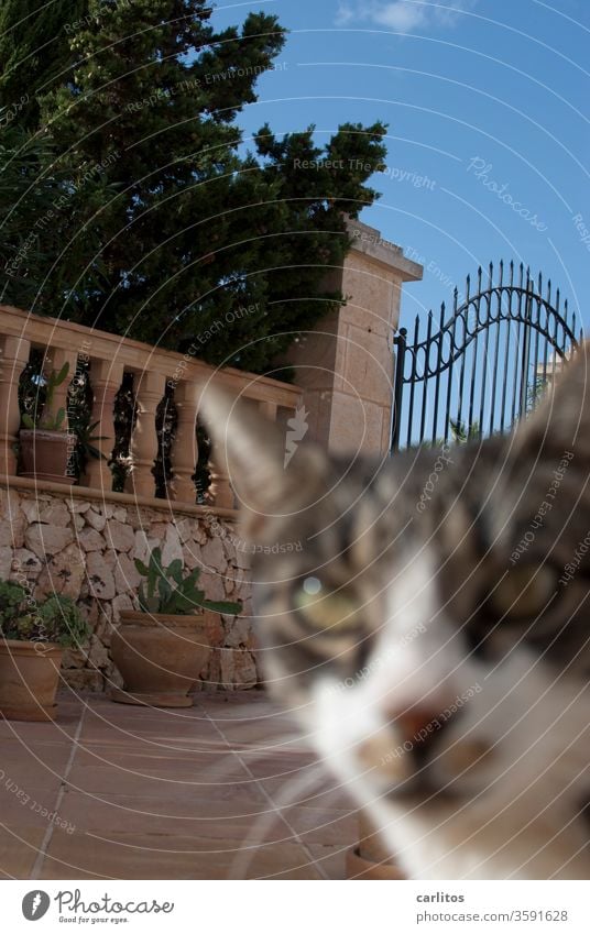 Fuzzy chick traipsing through the picture Cat inquisitorial kind Wall (barrier) Goal Wrought iron terracotta Tops cacti balustrade Handrail image defects