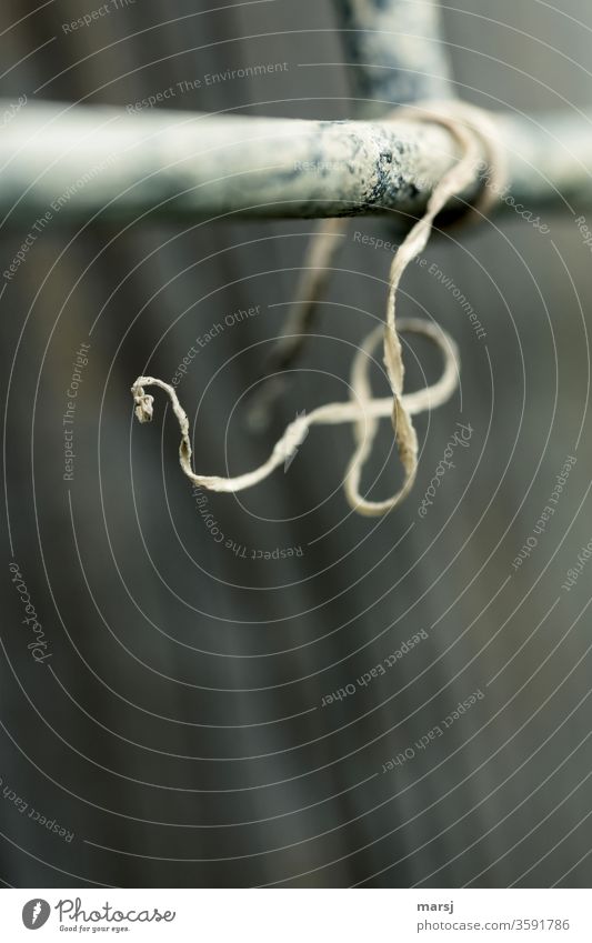 Old, dried-up, curly shoot tendril from a pumpkin plant Tendril Subdued colour Part of the plant whorls turning natural melancholy Cry for help Seeking help