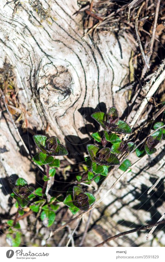 Young plant that green an old, weathered piece of wood. fresh green Plant Fresh youthful Old Weathered new life Growth Nature flaked natural reconquer Small