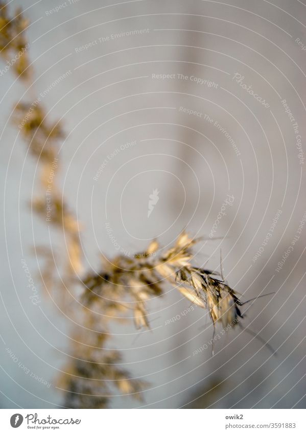 Spiny stalk Blade of grass Thin Dry Growth Movement Awn Grain Nature Detail Exterior shot Copy Space left Copy Space top Ease Deserted Colour photo Close-up