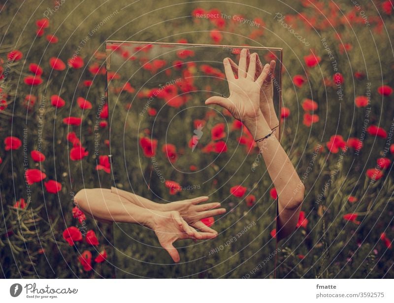 Hands in front of mirror on poppy field Mirror hands Poppy field Wrestling Summer flowers Colour photo Field Exterior shot Plant Poppy blossom Meadow Corn poppy