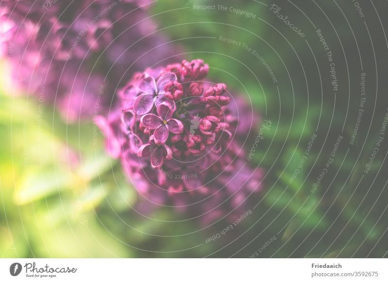 lilac purple Macro (Extreme close-up) Velvety Blur Nature flowers shrub Gorgeous nature photography fragrant