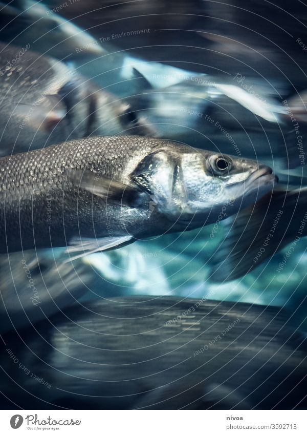 Fishes fishes Swimming & Bathing Reflection Underwater photo Flock Blue Ocean Aquarium Water Animal Zoo Group of animals Shoal of fish Dive Deserted