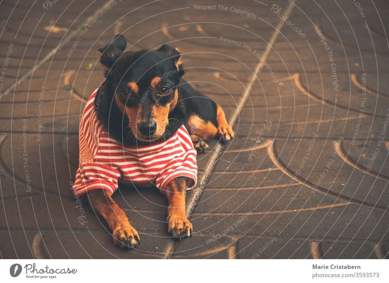 Cute Dachshund wearing a red striped little shirt to show coping ways of home quarantine and social distancing by taking care of pets corona together funny dog