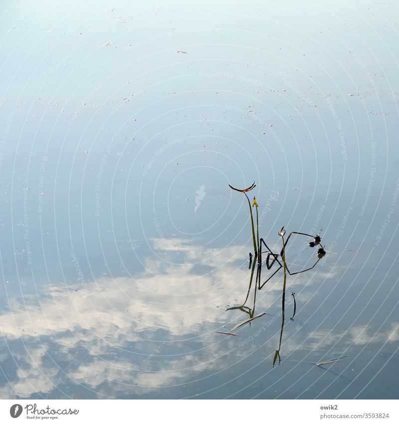 Spatial thinking Water Plant Sky Reflection Aquatic plant stalks Lonely Minimalistic Clouds Copy Space top Copy Space left Copy Space middle Thin Growth