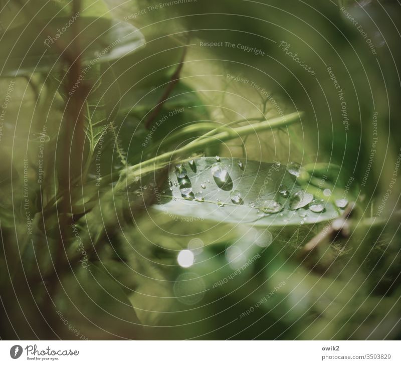 Wig tree Drops of water Small Near Sunlight hazy Grass Meadow Plant Close-up Macro (Extreme close-up) Shallow depth of field Exterior shot Deserted Colour photo