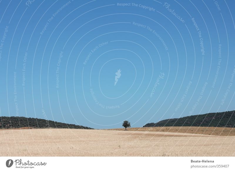 Barefoot stinging in the stubble field. Vacation & Travel Summer Summer vacation Sun Agriculture Forestry Nature Landscape Cloudless sky Sunlight Tree Field