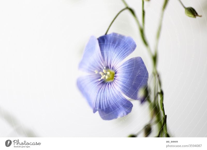 Purple Flower Nature bleed flowers Summer Plant already Floral Garden Colour green natural Bright Fresh Blossom leave White heyday Field flowers Beauty & Beauty