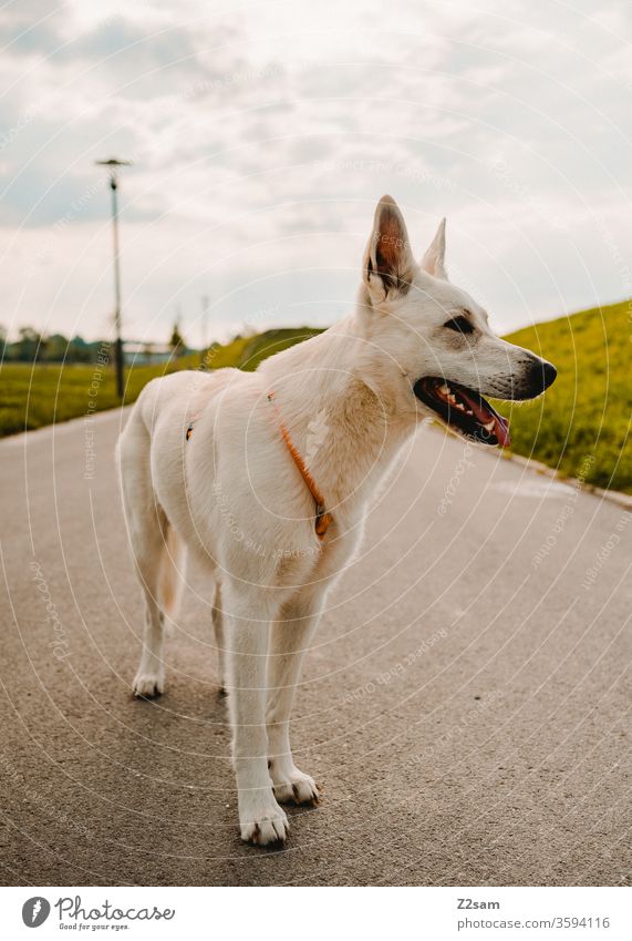 white shepherd dog Walk the dog Dog Shepherd dog White already pretty great kind portrait Pride Street To go for a walk Summer Sun green Meadow Pelt Animal Pet