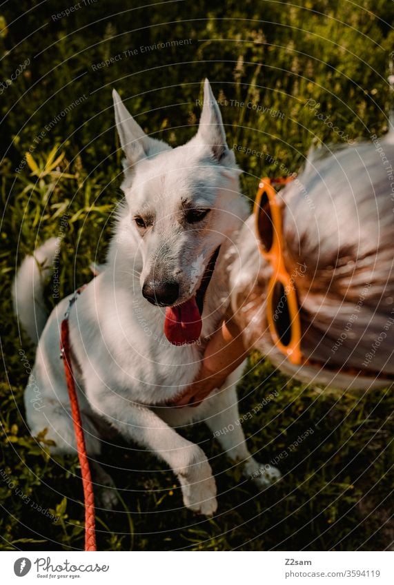 Dog is stroked Pet Caress Affection Love Love of animals Shepherd dog White Summer Sun out Woman girl Paw Pelt already Light Shadow Grass Nature Landscape